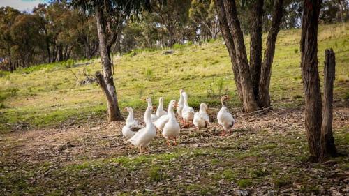a group of white ducks walking in a field at Cabernet Tiny House by Tiny Away in Windeyer