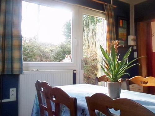 une table avec une plante en pot et un chat regardant par la fenêtre dans l'établissement Maison cosy avec jardin, cheminée, Wi-Fi et animaux admis à Willies - FR-1-510-101, à Willies