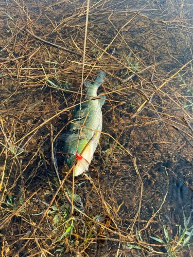 a dead fish laying on the ground in the grass at Casa de Campo Paraíso na canastra in Delfinópolis