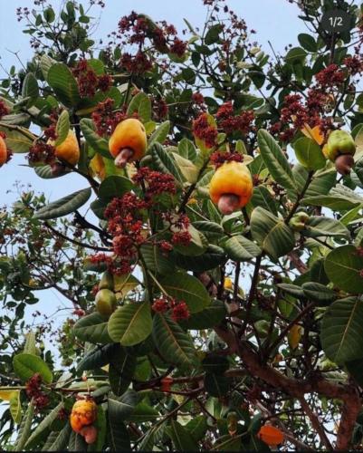 a tree with lots of leaves and fruit on it at Recanto Do Piu in Padre Bernardo