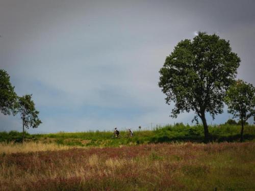 two people riding bikes in a field with a tree at Apartment in quiet and green environment with swimming pool in Modigliana