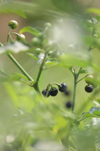 a bunch of berries on a plant with leaves at Billing View Camp and Mud Houses,Bir in Aiju