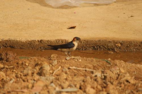 a small bird standing on the ground in the dirt at Billing View Camp and Mud Houses,Bir in Aiju