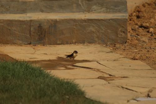 a small bird standing on a stone sidewalk at Billing View Camp and Mud Houses,Bir in Aiju