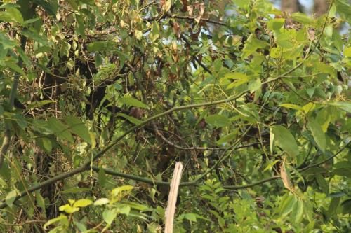a tree with green leaves and a fence at Billing View Camp and Mud Houses,Bir in Aiju
