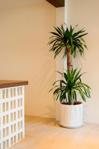 a palm plant in a white pot in a room at SOL HOUSE kohlarn in Ko Larn