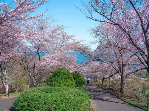 a path with pinkakura trees in a park at Granbell Hotel Otaru in Otaru