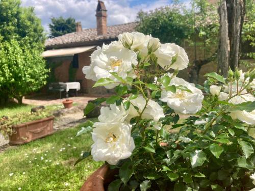 NottolaにあるPodere Il Conventino, Casette in campagna con piscinaの庭の白い花の鉢植え