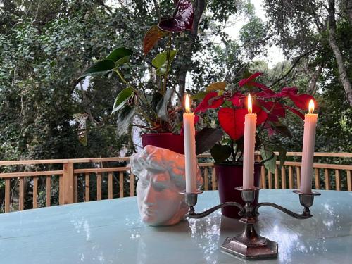 Φωτογραφία από το άλμπουμ του Nature's Valley Health Retreat A Hide away in the Forest σε Natureʼs Valley
