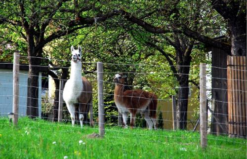 two sheep are standing behind a fence at Landgasthof Waldesruh in Gallspach