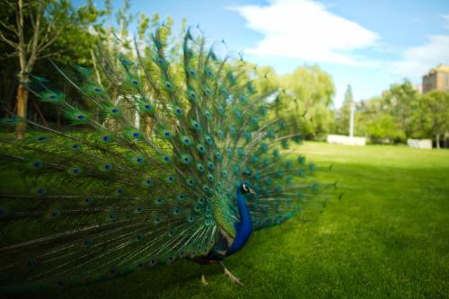 Κήπος έξω από το Zhi Resort Beijing&Peafowl Garden&Breakfast with Deer&Private Hot Spring&50 Meter Swimming Pool&Free Coffee&Close to Olympic Forest Park