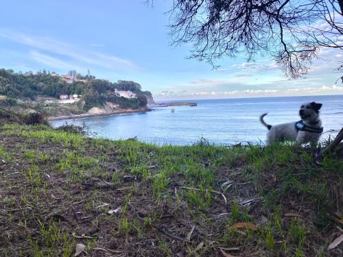 a dog sitting on the grass next to the water at Apartamento en casco histórico de Lastres in Lastres