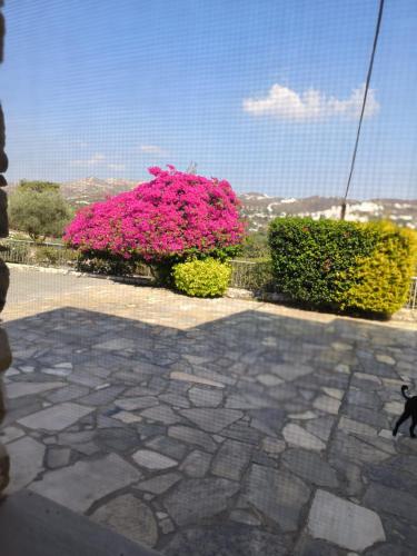 a bunch of pink flowers and bushes on a patio at Ambelli Villa 4 Bedroom Luxury Villa in Skarinou