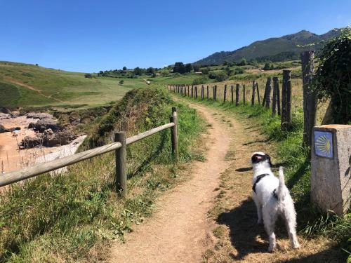 a dog standing on a dirt road next to a fence at Apartamento en casco histórico de Lastres in Lastres