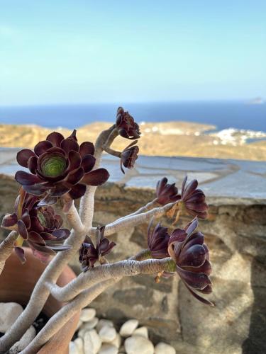 a plant with purple flowers in front of the ocean at Serenity Hill in Kithnos