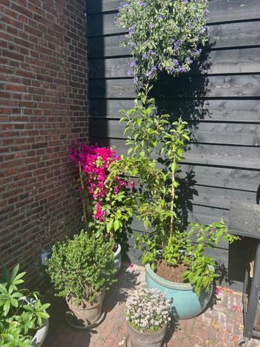 a group of flowers in pots next to a brick wall at Koetshuis aan het water 3 bedroom villa in Voorburg