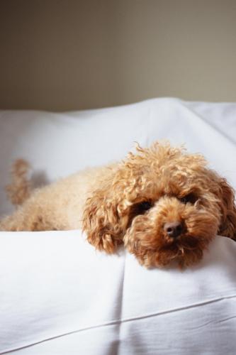 a small brown dog laying on a bed at Hornavan Hotell in Arjeplog