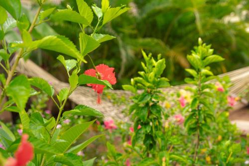 a group of plants with red flowers and green leaves at Santa Maria - A Premium Boutique Homestay by the Sea I Trivandrum Airport 1mile in Trivandrum