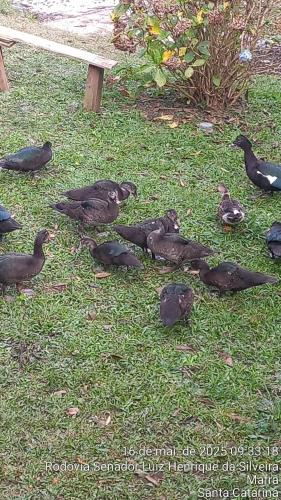 a group of birds sitting in the grass at Cabana de pesca e lazer Represa Usina Mafra sc in Mafra