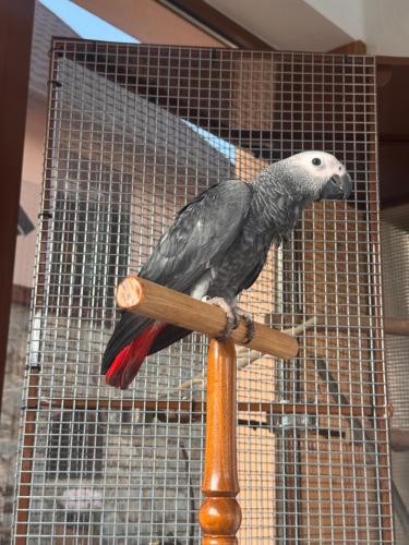 a parrot sitting on a wooden pole in a cage at Wellness Penzion Zora Family in Tatranská Lomnica