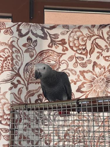 a bird sitting on top of a bird cage at Wellness Penzion Zora Family in Tatranská Lomnica