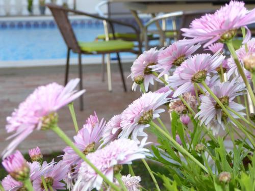 a bunch of pink flowers in front of a pool at Vital by Check-in Portugal in Albufeira
