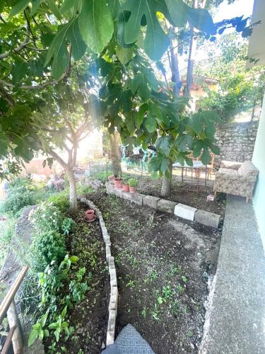 a garden with a tree and some plants at Natyra te Eti in Shkodër
