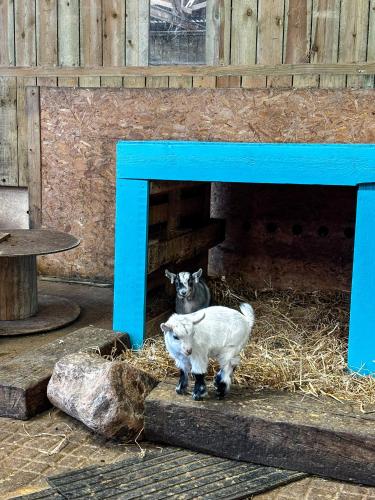 two goats standing under a blue table with hay at 7, Rabbits Run, Camp Tapnell in Yarmouth