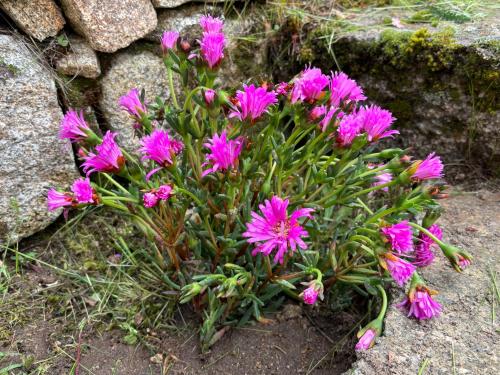 a bunch of pink flowers in front of a rock at Hotel Gredos María Justina in Navacepeda de Tormes