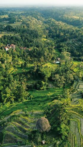 an overhead view of a green field with trees at KA MANIcamp in Angsri