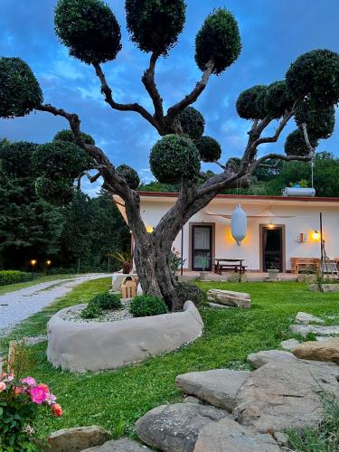 Κήπος έξω από το Alba in vigna Bed and Breakfast
