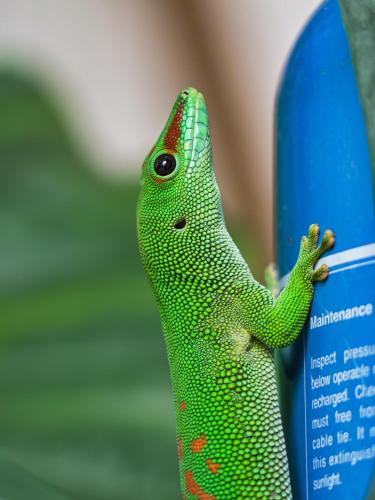 a lizard is sticking its head on a sign at Villa Alizee in Port Louis