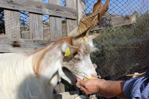 a goat eating food from a persons hand at Agriturismo La Casa di Bacco in Agrigento