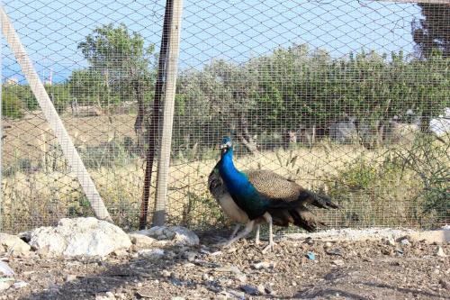a peacock standing in front of a fence at Agriturismo La Casa di Bacco in Agrigento