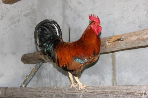 a rooster is standing on a piece of wood at Agriturismo La Casa di Bacco in Agrigento