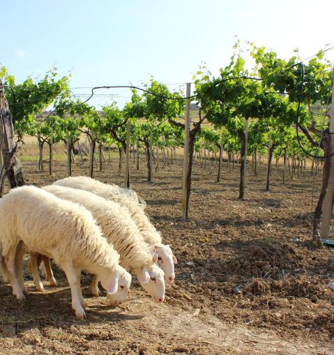 a group of sheep grazing in a vineyard at Agriturismo La Casa di Bacco in Agrigento