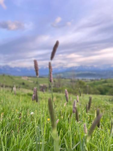 a field of tall grass with purple flowers in it at Zakątek u Ili in Rzepiska