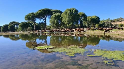 a herd of animals walking around a body of water at Casa Ypsilon Olive Oil in Sotillo de la Adrada