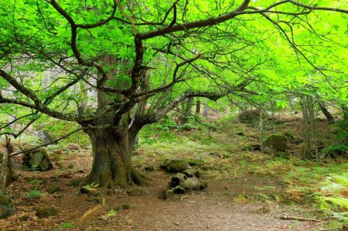 a large tree in the middle of a forest at Casa Ypsilon Olive Oil in Sotillo de la Adrada