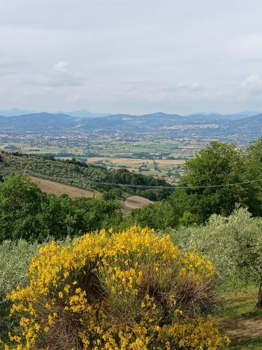 a view of a field with yellow flowers on a hill at Poggio La Grognola in Cannara