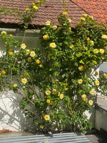 a bunch of yellow roses growing on the side of a building at Privatzimmer in Greifenstein