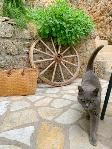 a gray cat standing next to a wooden wagon at Moulin Lombard B&B in Les Arcs sur Argens