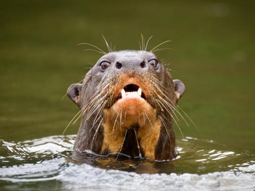 a bear with its mouth open in the water at Posada Amazonas Lodge in Tambopata
