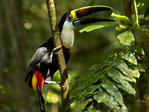 a toucan perched on a tree branch at Posada Amazonas Lodge in Tambopata