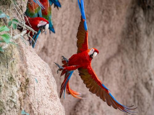 two red parrots are flying in the air at Posada Amazonas Lodge in Tambopata