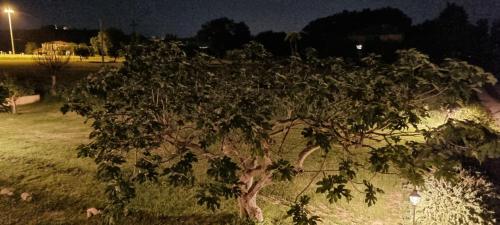 a small tree in a field at night at JesiGreen House in Iesi