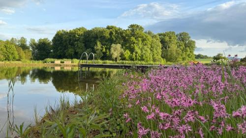 a field of pink flowers next to a body of water at Der Welfenshof in Malschwitz