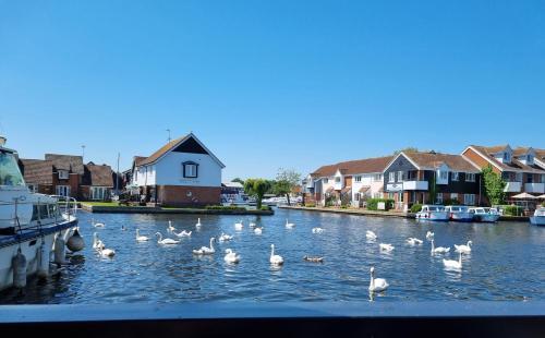 a flock of swans swimming in a river with houses at Blackfriars in Wroxham