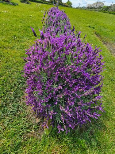 a purple flower in the middle of a field at Luxury B&B Steps Away From Most Wedding Venues of Kumeu! in Kumeu