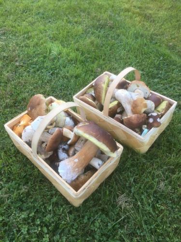 two baskets of mushrooms sitting on the grass at Hus Bjöksjöblick in Hällefors